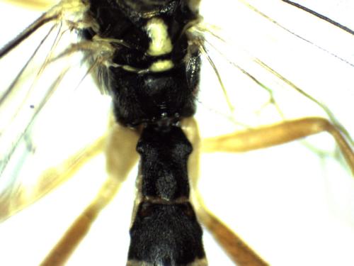 Syrphoctonus tarsatorius